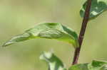 Starry rosinweed